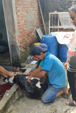 IWO Indramayu Blusukan Bagikan Daging Kurban, Sentuh Langsung Hati Warga di Hari Raya
